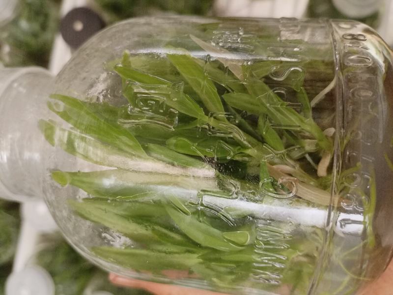 铁皮石斛瓶苗广西红杆软脚品质保证成活率高