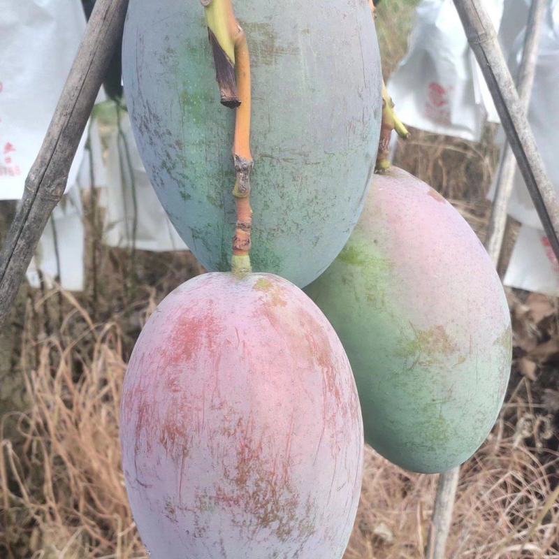 凯特芒果