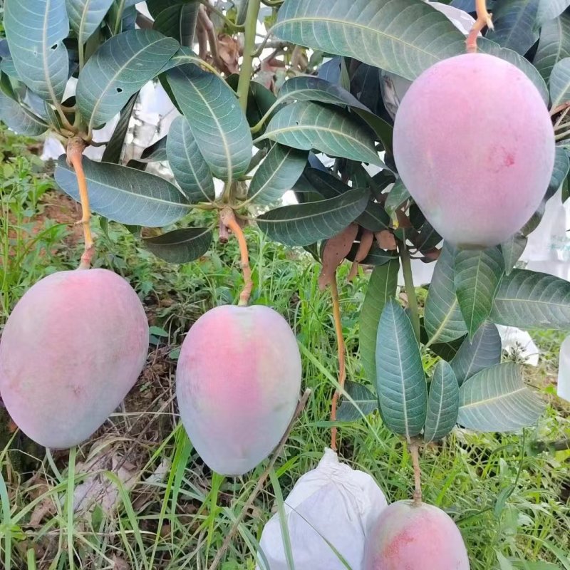 凯特芒果