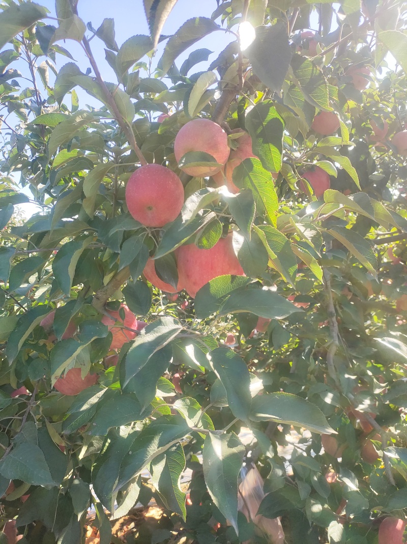 寒富苹果即将上市，接受预定