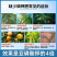 烯磷酸钾叶面肥高磷高钾肥控梢控旺膨果着色促花促果增产