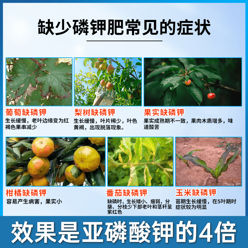 烯磷酸钾叶面肥高磷高钾肥控梢控旺膨果着色促花促果增产