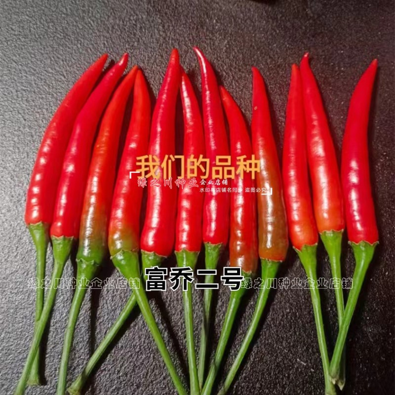 尾期果大富乔二号大果朝天椒种子青红两用朝天辣椒种子新品种