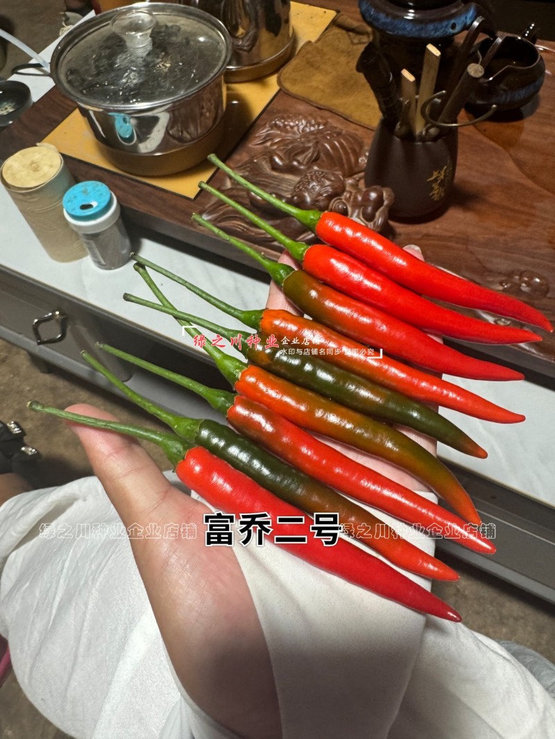 尾期果大富乔二号大果朝天椒种子青红两用朝天辣椒种子新品种