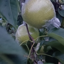 雪花梨