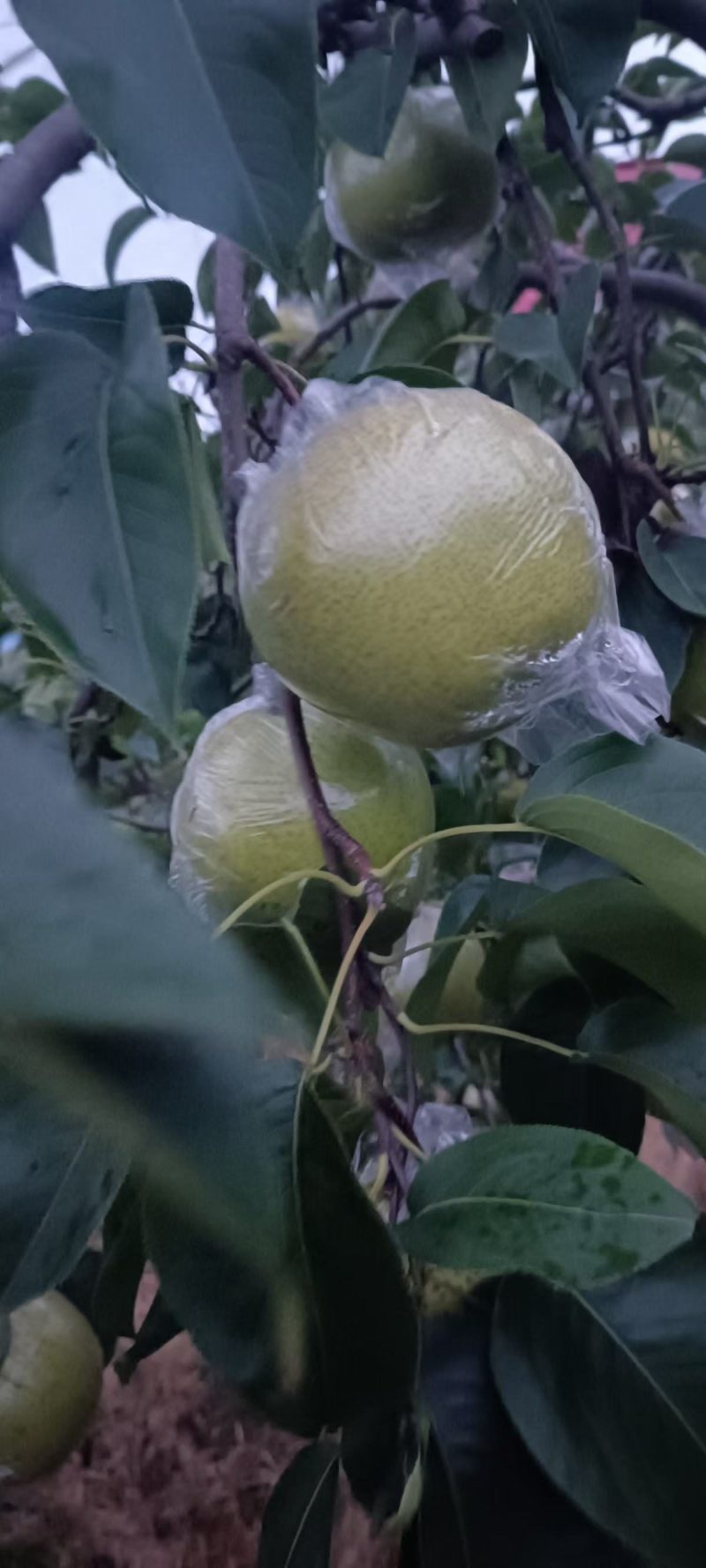 雪花梨