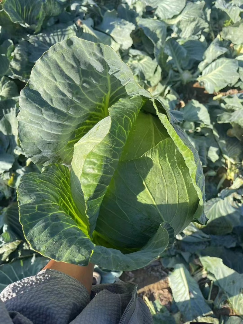 奥奇娜大量上市，有需要的老板请联系，质量优