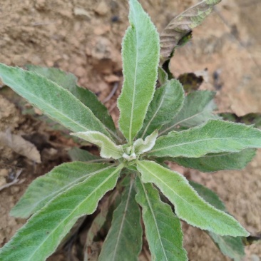 马耳艾纳香苗出粉率高好种植