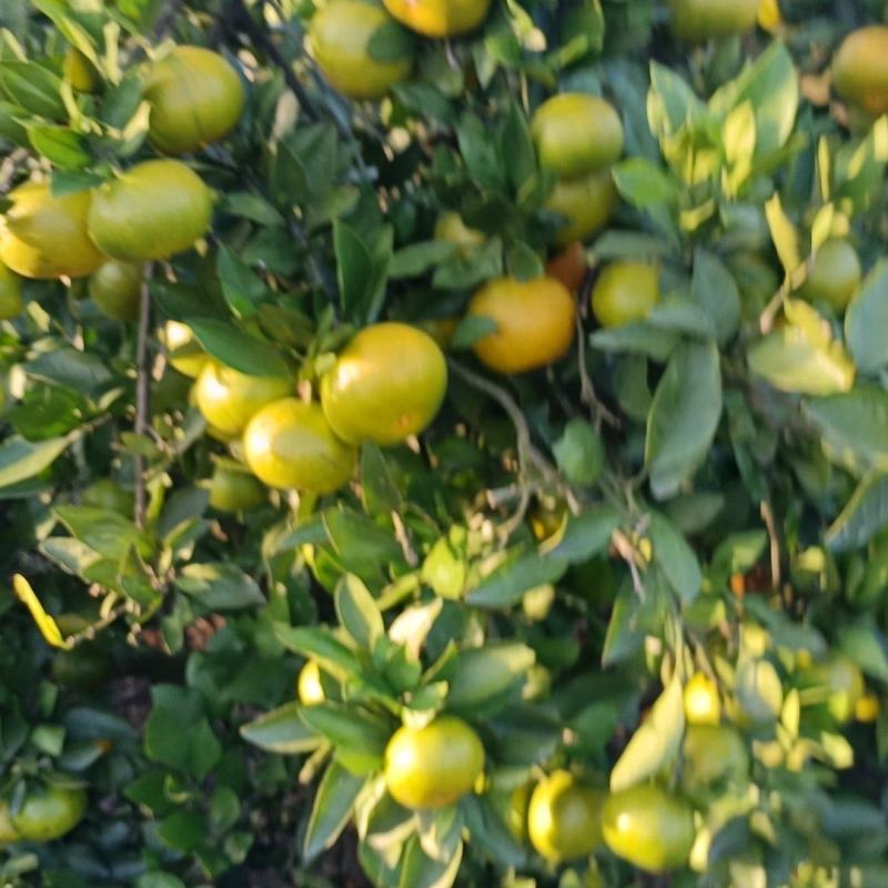 特早蜜橘