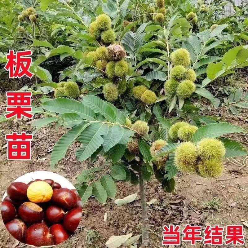 大红袍板栗苗50~80cm，产地直发品质好