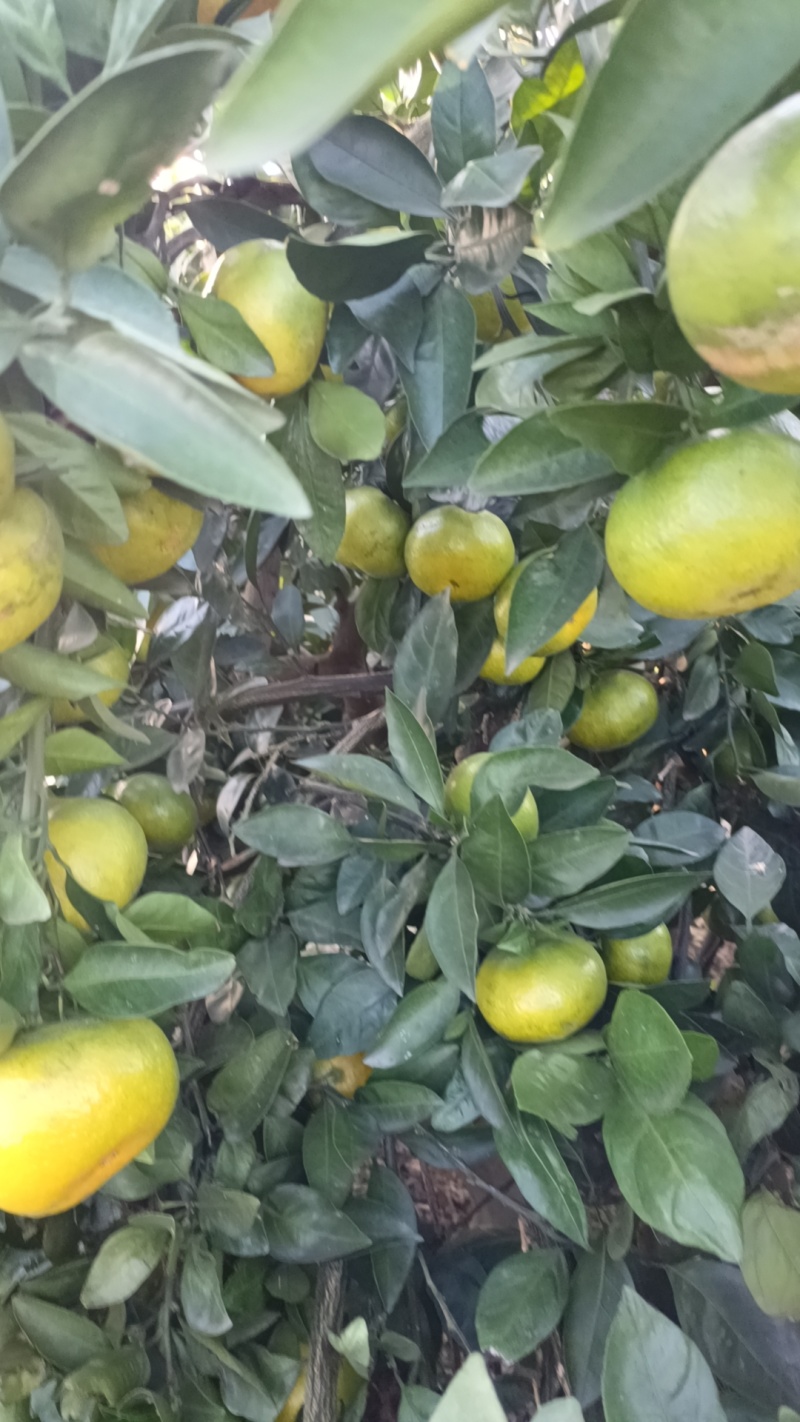 特早蜜橘