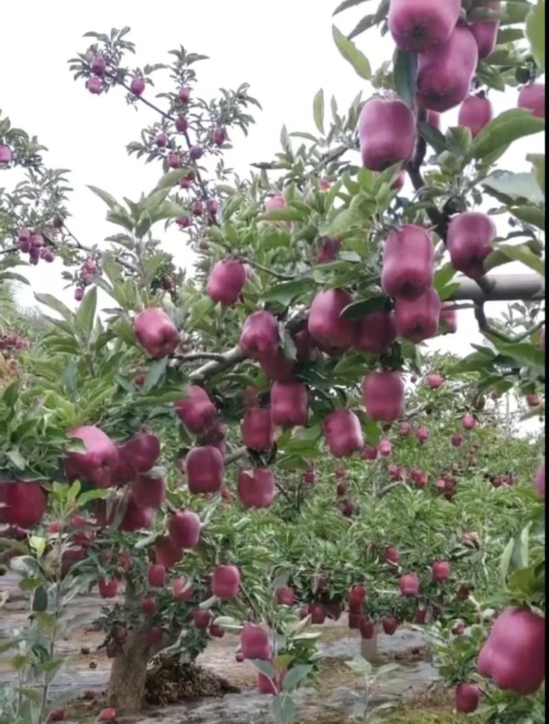 甘肃产区花牛苹果大量供货