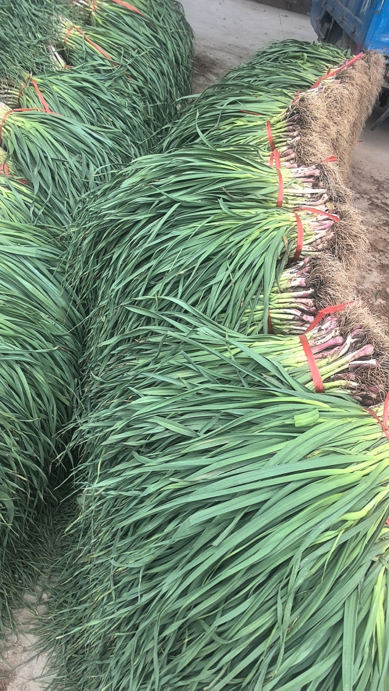 红根蒜苗根正苗红