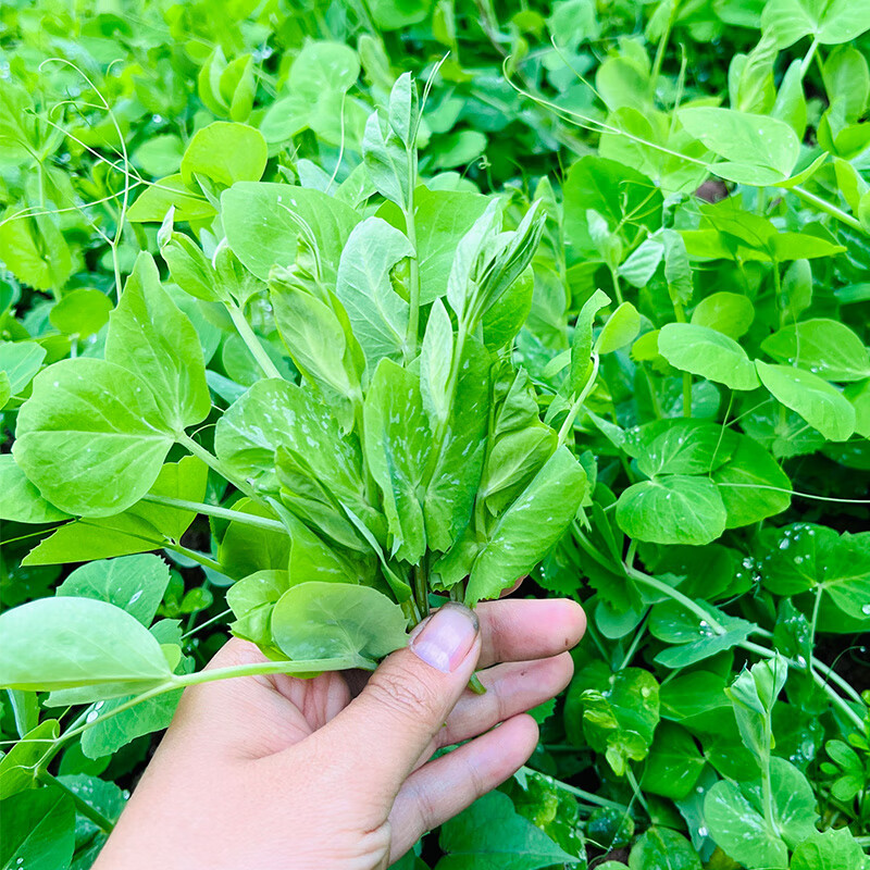 鲜嫩无须豌豆苗种子鲜嫩豌豆尖种籽春秋季青菜籽大田春秋播
