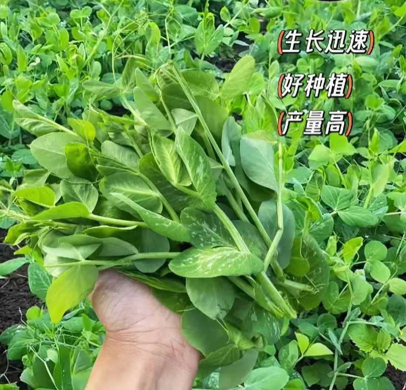 鲜嫩无须豌豆苗种子鲜嫩豌豆尖种籽春秋季青菜籽大田春秋播
