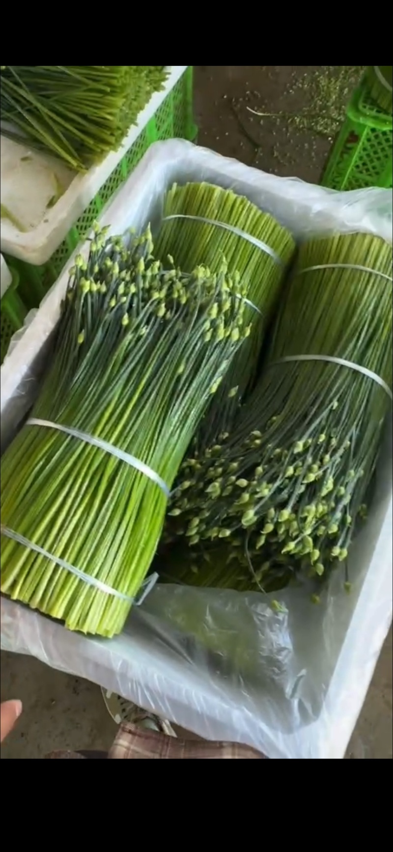 云南韭花韭苔新鲜蔬菜批发一手货源产地直发