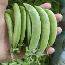 奇珍76甜脆豆种子甜豌豆种籽豌豆尖大粒春秋季播