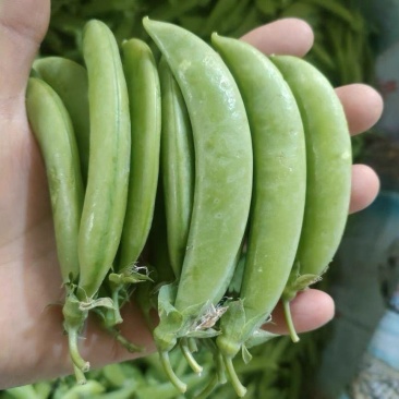 奇珍76甜脆豆种子甜豌豆种籽豌豆尖大粒春秋季播
