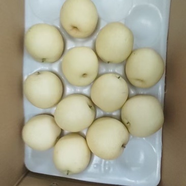 皇冠梨大量有货，产地直销，皮薄肉脆，产存销一条龙服务