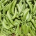 奇珍76甜脆豆种子甜豌豆种籽豌豆尖大粒春秋季播