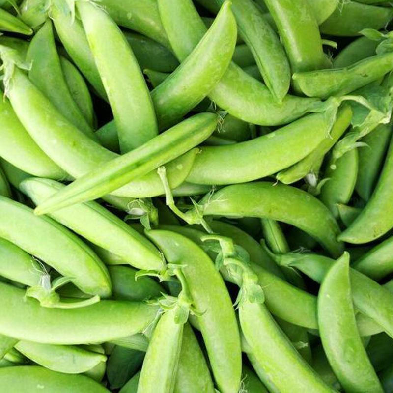 奇珍76甜脆豆种子甜豌豆种籽豌豆尖大粒春秋季播