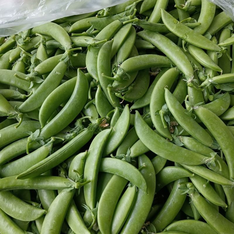 奇珍76甜脆豆种子甜豌豆种籽豌豆尖大粒春秋季播