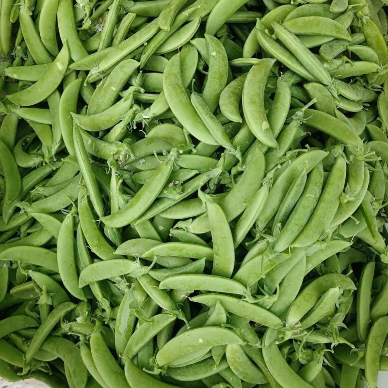 奇珍76甜脆豆种子甜豌豆种籽豌豆尖大粒春秋季播
