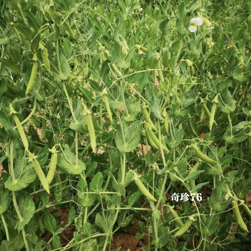 奇珍76甜脆豆种子甜豌豆种籽豌豆尖大粒春秋季播