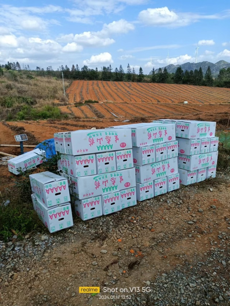 广西山药上市，大量开挖，粉糯香，条型好看，毛色也好看