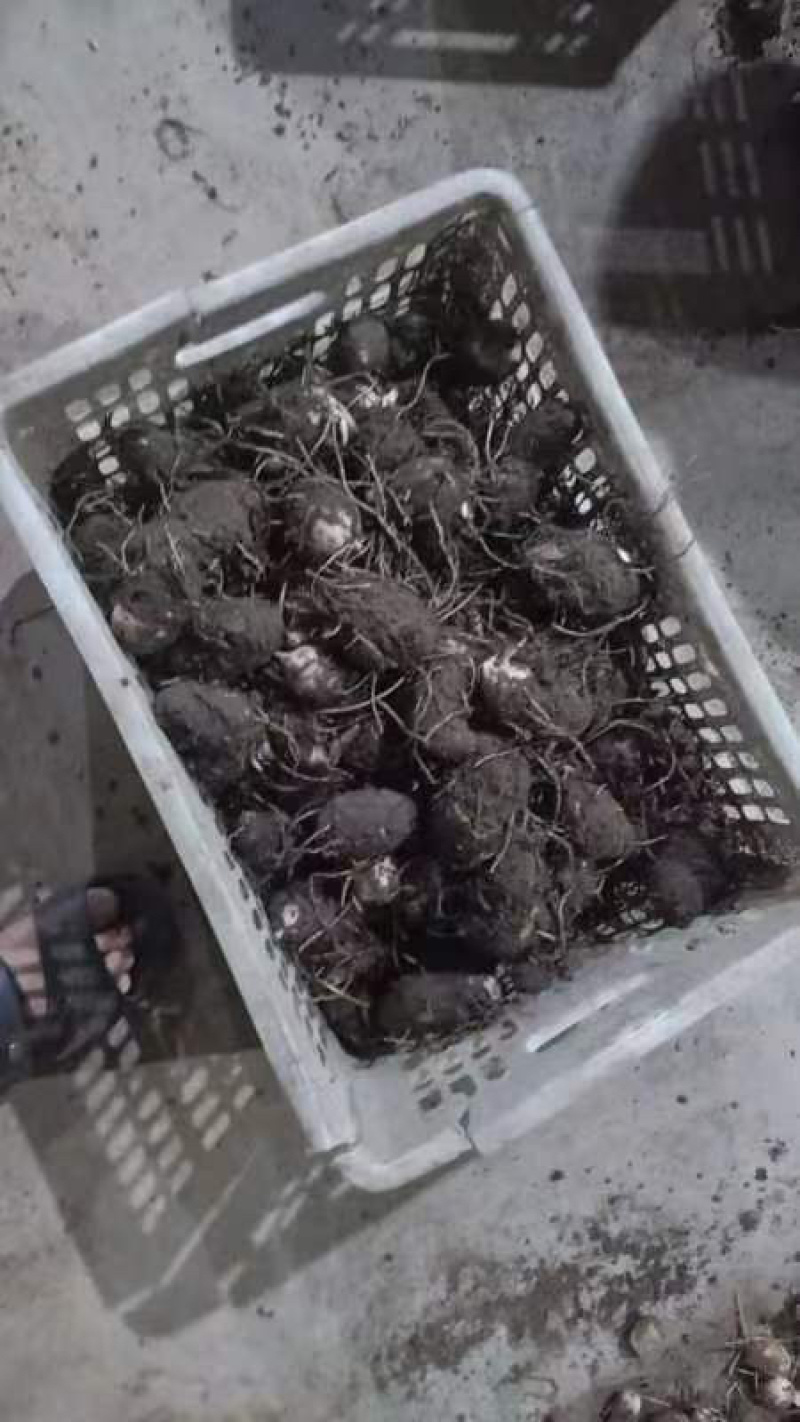 广西贺州产地毛芋头仔，大量有货发售