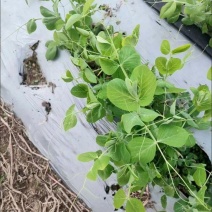 无须豌豆尖1号种籽豌豆苗种子四季蔬菜孑碗豆芽苗菜碗豆苗种