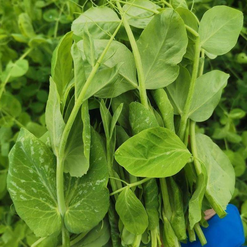 无须豌豆尖1号种籽豌豆苗种子四季蔬菜孑碗豆芽苗菜碗豆苗种