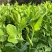 无须豌豆尖1号种籽豌豆苗种子四季蔬菜孑碗豆芽苗菜碗豆苗种