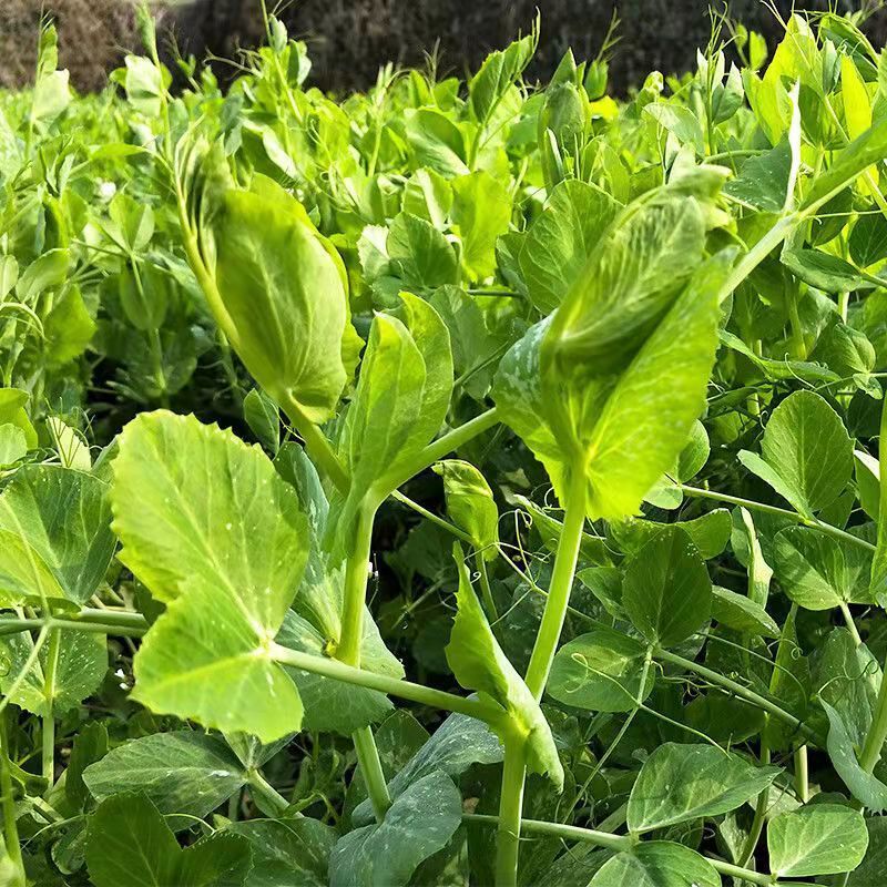 无须豌豆尖1号种籽豌豆苗种子四季蔬菜孑碗豆芽苗菜碗豆苗种