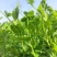 无须豌豆尖1号种籽豌豆苗种子四季蔬菜孑碗豆芽苗菜碗豆苗种