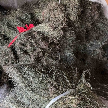 野生白花蛇舌草
