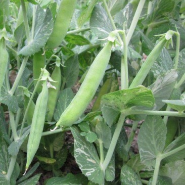 中豌11号豌豆种子白花绿荚味甜抗白粉病大荚矮生不搭架