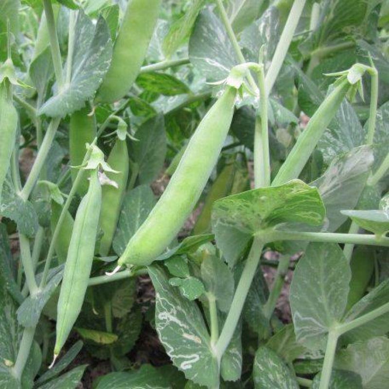 中豌11号豌豆种子白花绿荚味甜抗白粉病大荚矮生不搭架
