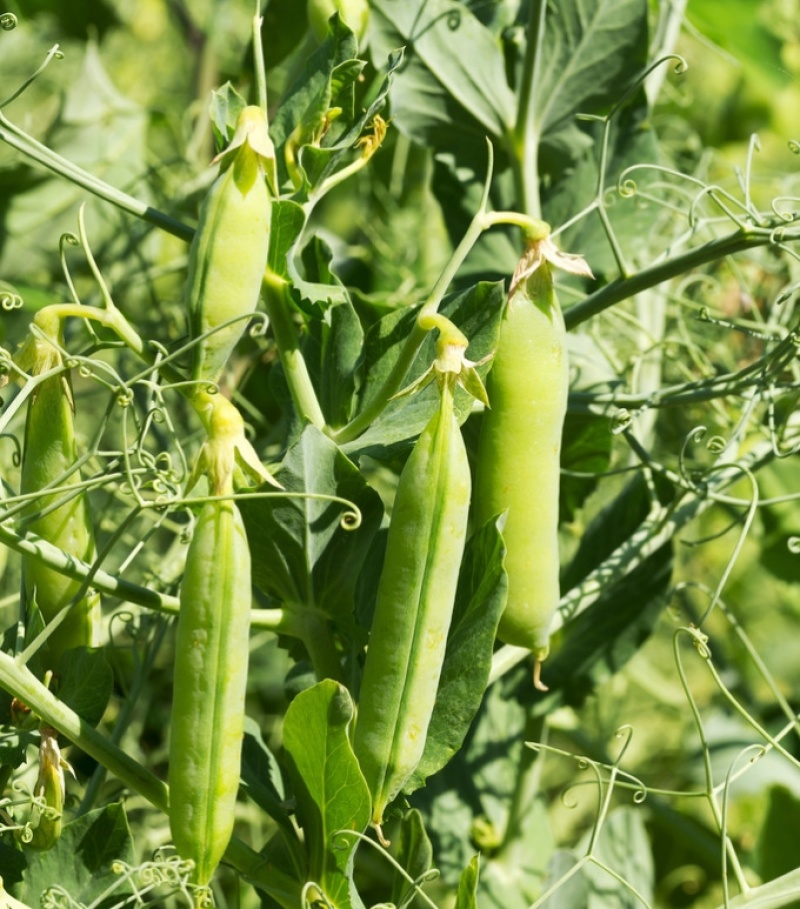 中豌11号豌豆种子白花绿荚味甜抗白粉病大荚矮生不搭架