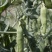 中豌11号豌豆种子白花绿荚味甜抗白粉病大荚矮生不搭架