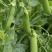 中豌11号豌豆种子白花绿荚味甜抗白粉病大荚矮生不搭架
