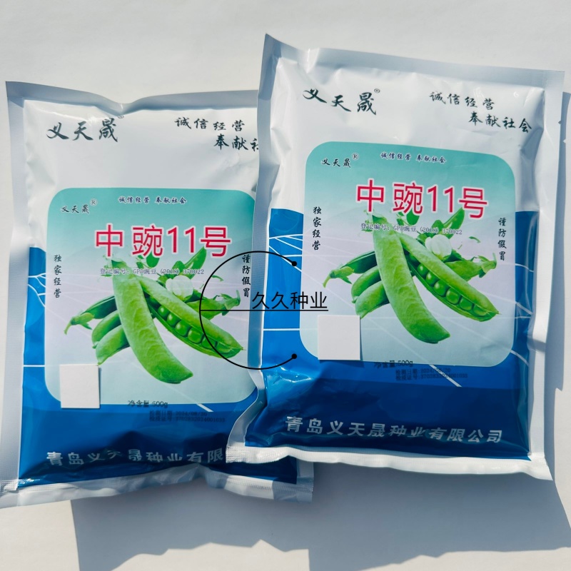 中豌11号豌豆种子白花绿荚味甜抗白粉病大荚矮生不搭架