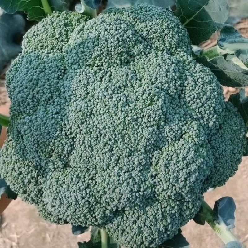 绿领秀西兰花种子耐湿耐寒花椰菜种籽颜色鲜绿花蕾中细西蓝花
