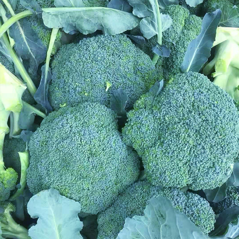 绿领秀西兰花种子耐湿耐寒花椰菜种籽颜色鲜绿花蕾中细西蓝花