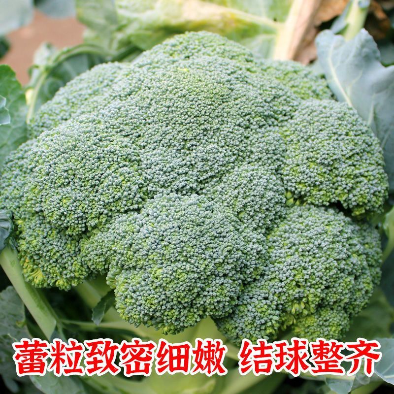 绿领秀西兰花种子耐湿耐寒花椰菜种籽颜色鲜绿花蕾中细西蓝花