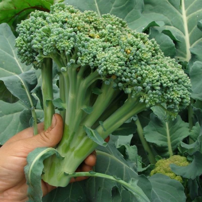 绿领秀西兰花种子耐湿耐寒花椰菜种籽颜色鲜绿花蕾中细西蓝花