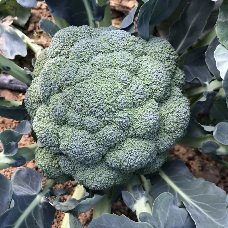 绿领秀西兰花种子耐湿耐寒花椰菜种籽颜色鲜绿花蕾中细西蓝花