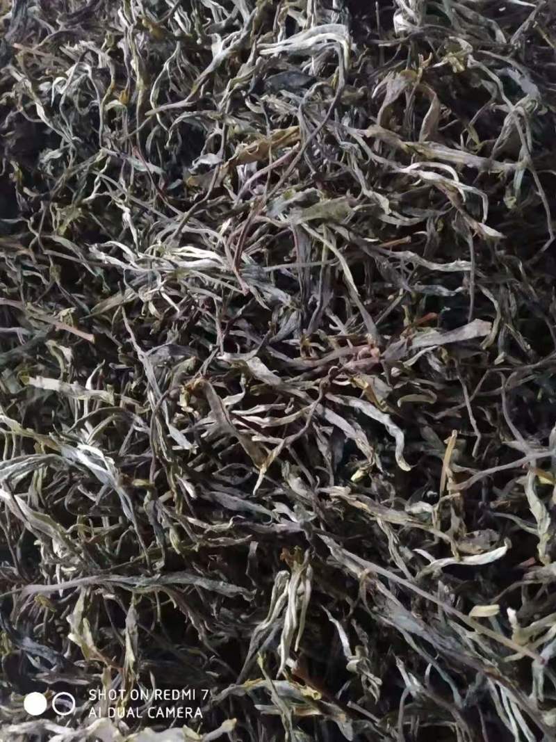 2025年头春头采老树春茶散茶600公斤