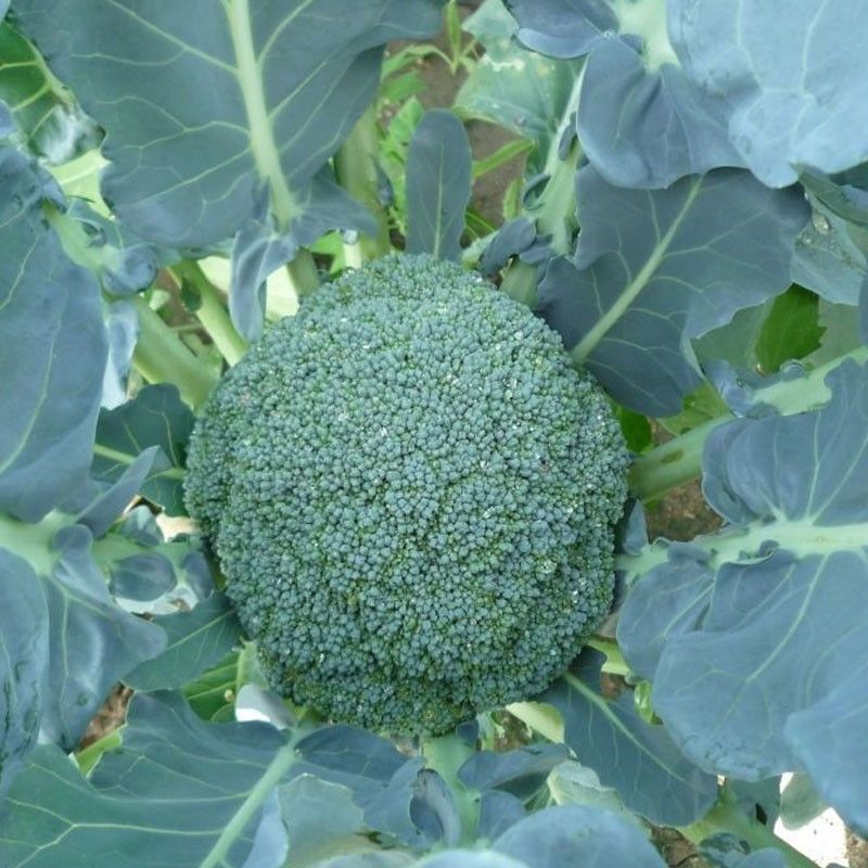 撒利亚6号西兰花种子早熟耐寒西兰花种子抗病秋季种植西兰花