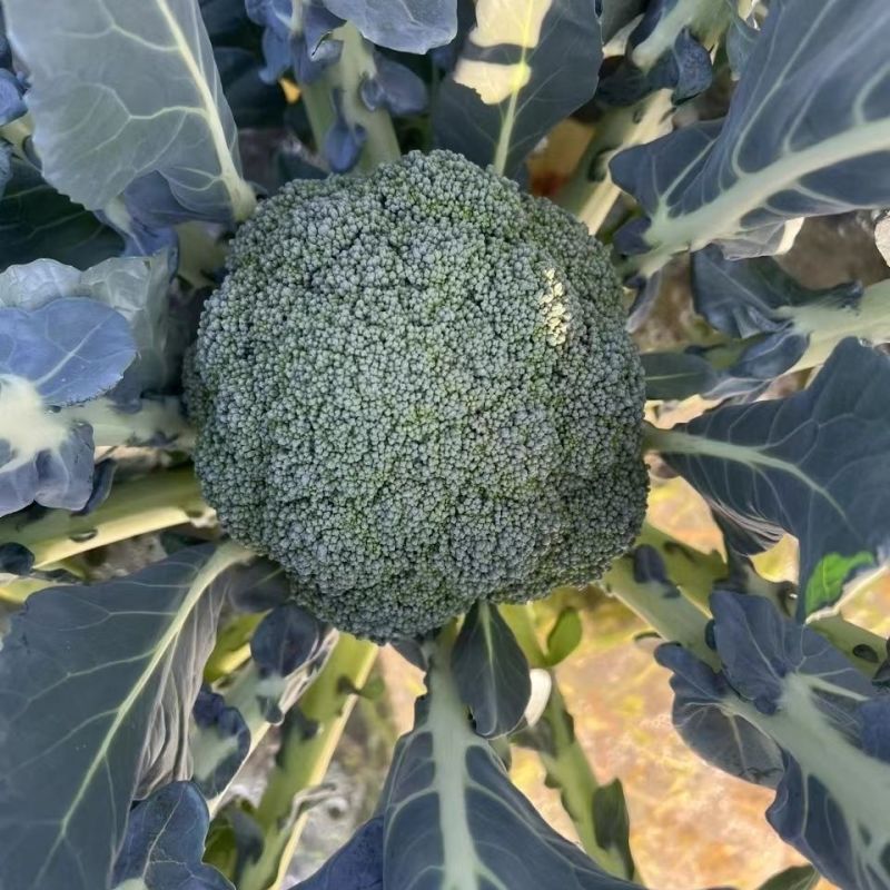 撒利亚6号西兰花种子早熟耐寒西兰花种子抗病秋季种植西兰花